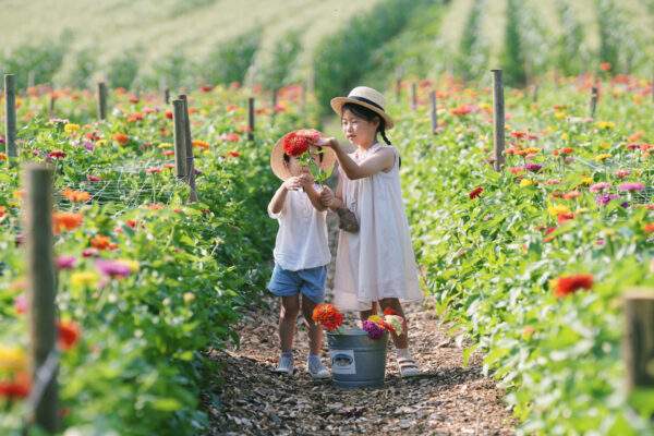 Cut Your Own Flowers at Parlee Farms