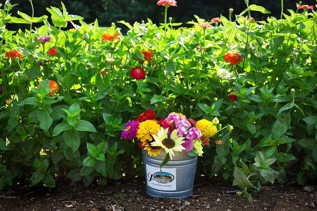 Cut Your Own Flowers at Parlee Farms