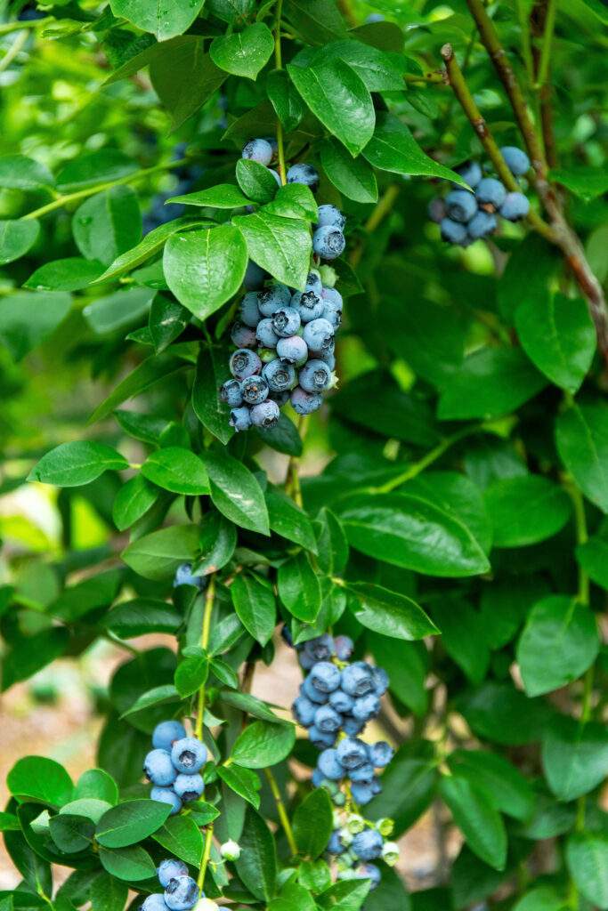 Pick Your Own Blueberries at Parlee Farms in Tyngsboro MA
