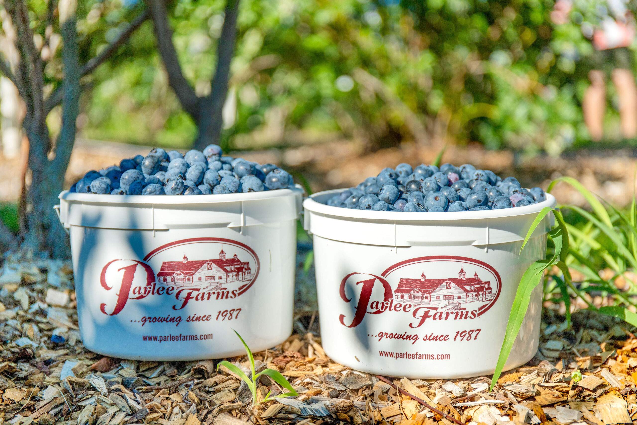 Pick Your Own Blueberries at Parlee Farms
