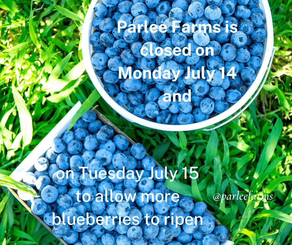 Parlee Farms Pick Your Own Blueberries