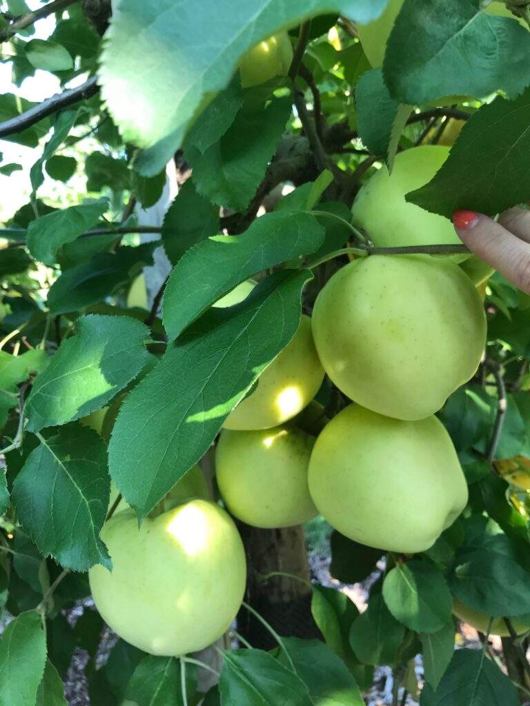 Pick Your Own Ginger Gold Apples at Parlee Farms