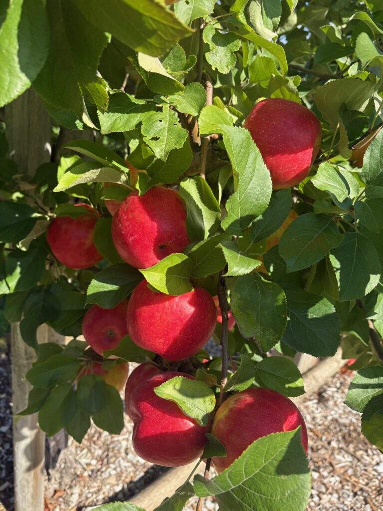 Pick Your Own Honeycrisp at Parlee Farms