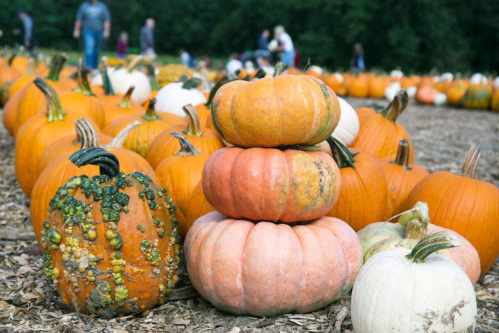 The Pumpkin Patch at Parlee Farms