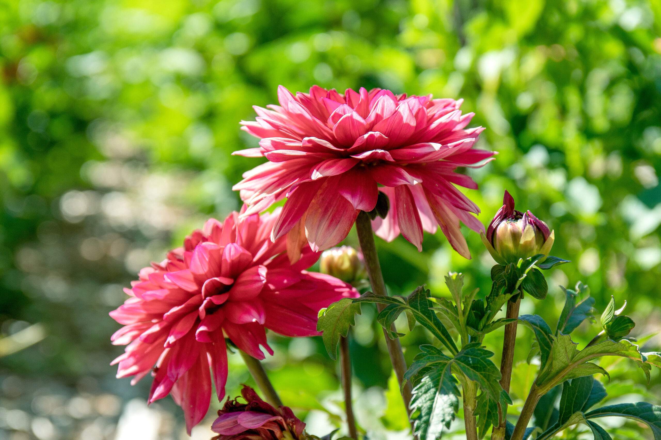 Cut Your Own Dahlias at Parlee Farms