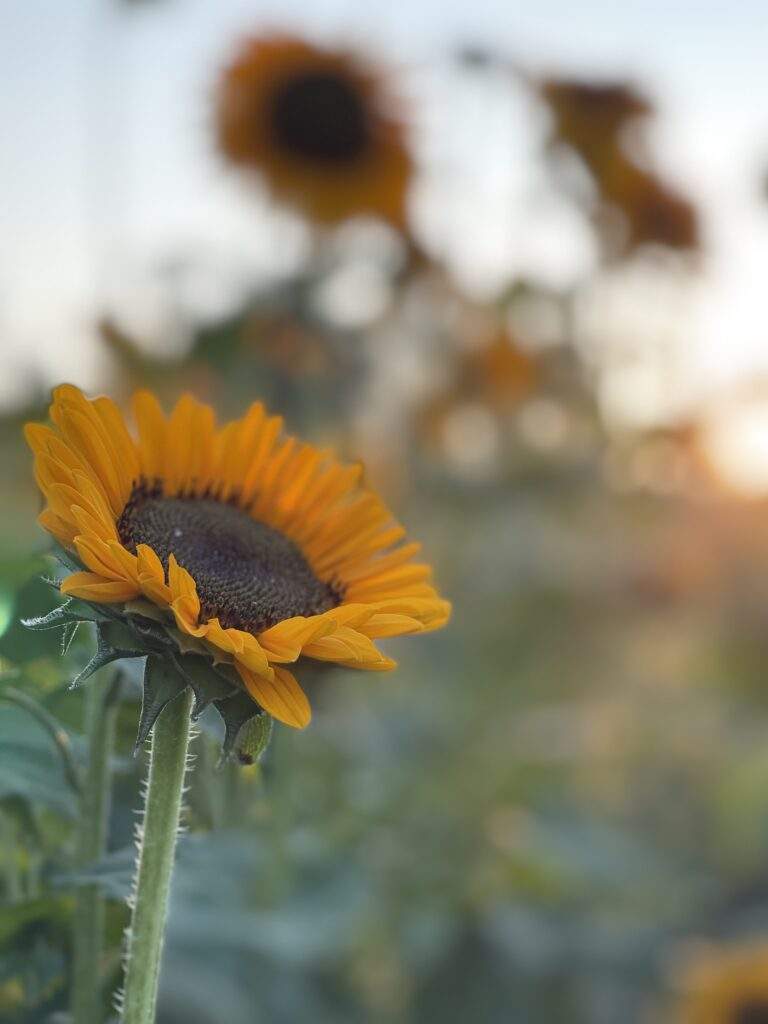 CUt Your Own Sunflowers at Parlee Farms