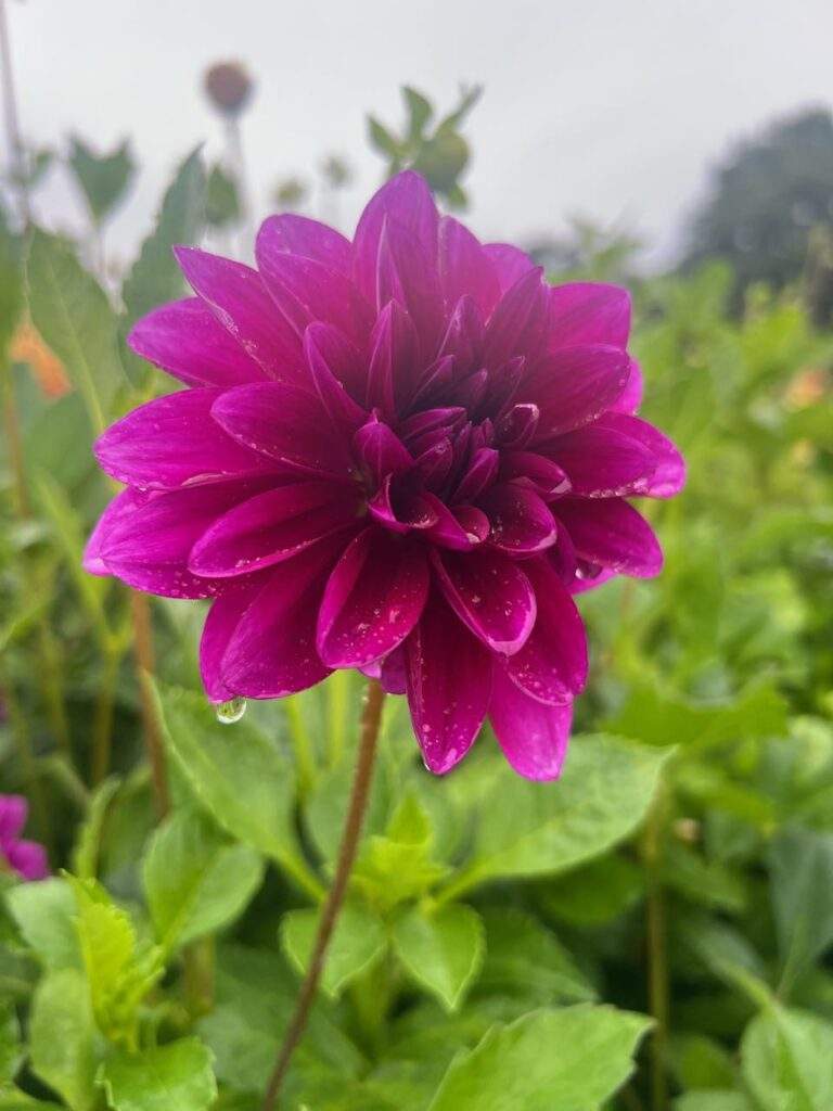 Cut Your Own Dahlias at Parlee Farms