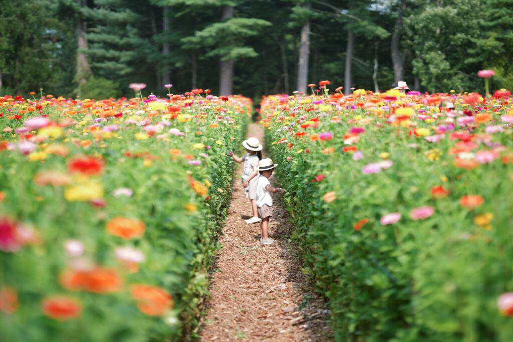 Cut Your Own Flowers at Parlee Farms in Tyngsboro MA