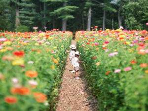 Cut Your Own Flowers at Parlee Farms in Tyngsboro MA