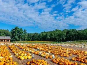 The Pumpkin Patch at Parlee Farms
