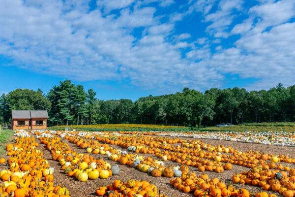 The Pumpkin Patch at Parlee Farms