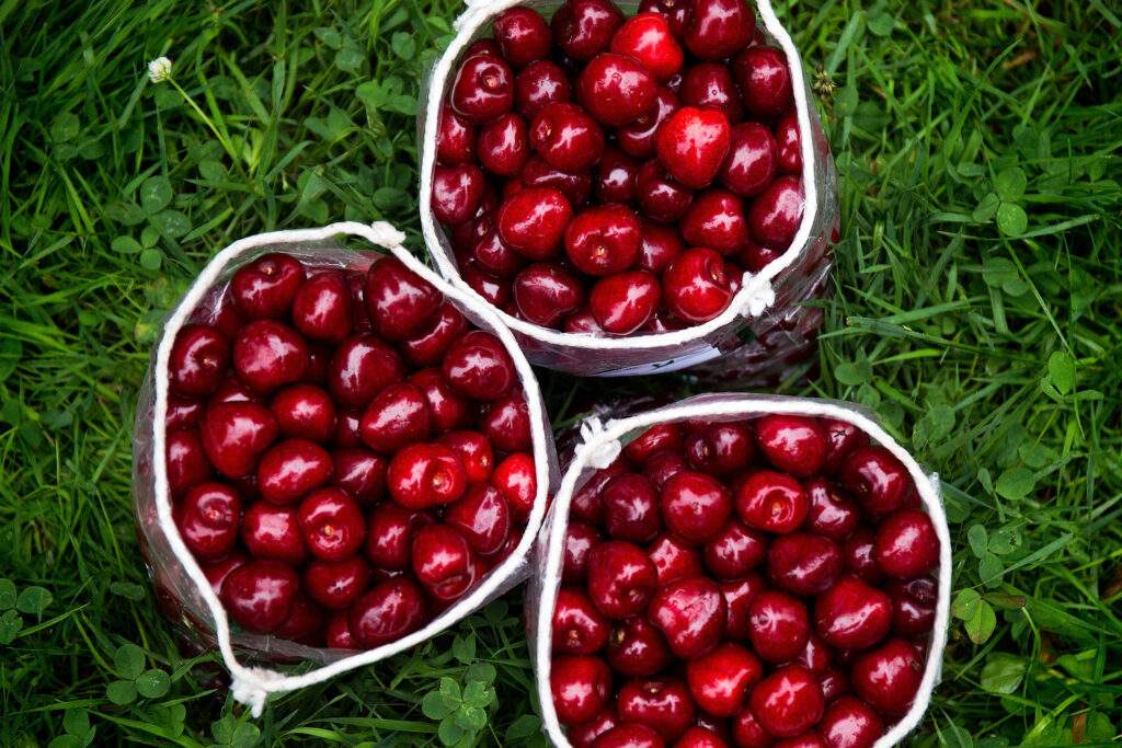 Pick Your Own Sweet Cherries at Parlee Farms in Tyngsboro MA 