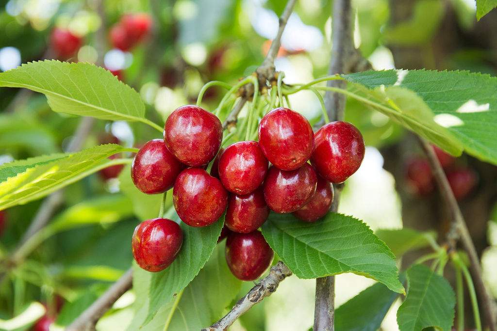 Pick Your Own Sweet Cherries at Parlee Farms Tyngsboro MA
