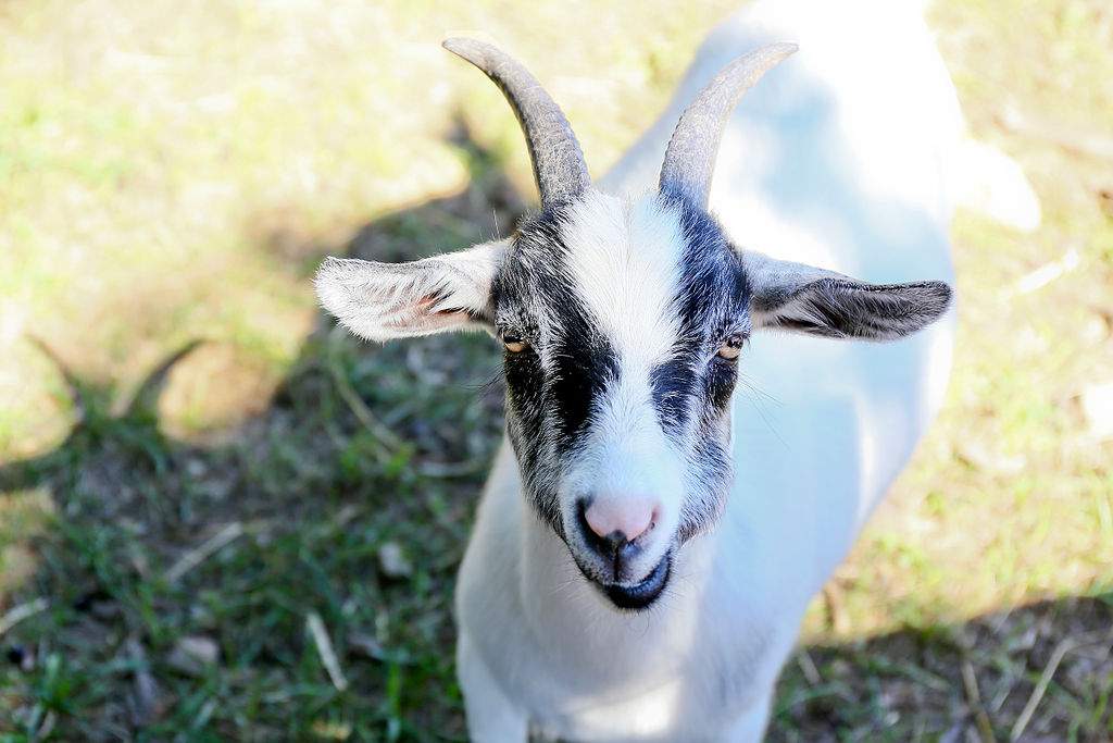 Friendly Goat at Annie's Animal Barns at Parlee Farms