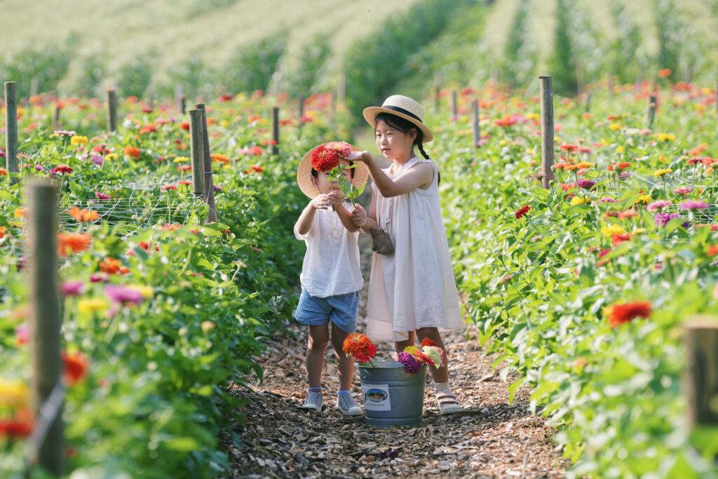 Cut Your Own Flowers at Parlee Farms