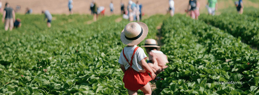 Pick Your Own Strawberries at Parlee Farms