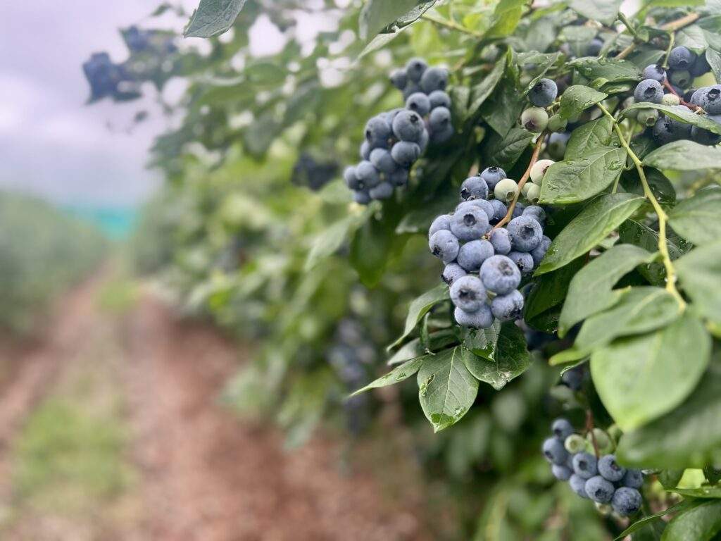 Pick Your Own Blueberries at Parlee Farms, Tyngsboro MA