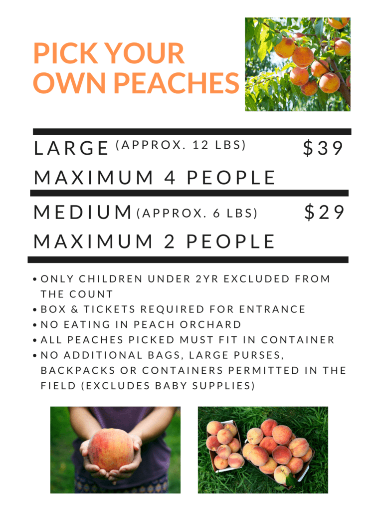 Pick Your Own Peaches at Parlee Farms, Tyngsboro MA