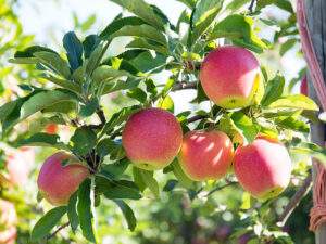 Pick Your Own Apples at Parlee Farms, Tyngsboro MA