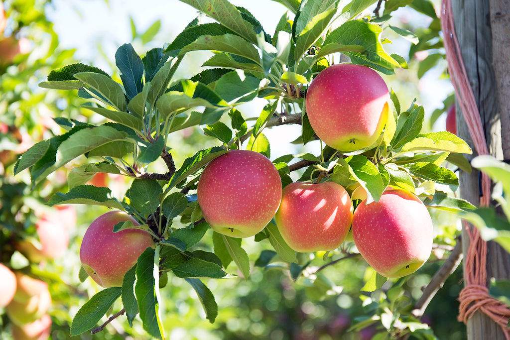 Pick Your Own Apples at Parlee Farms, Tyngsboro MA