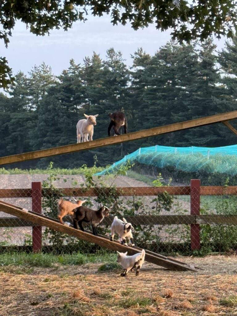 Baby Goats at Annie's Animal Barns at Parlee Farms, Tyngsboro MA