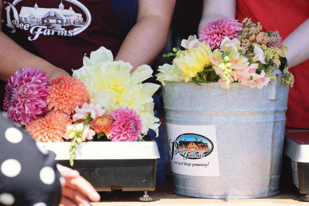 Cut your own flowers, including Dahlias, at Parlee Farms in Tyngsboro MA