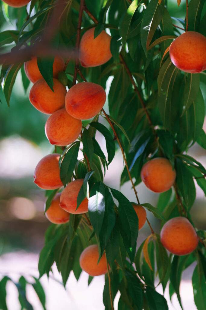 Pick your own Yellow peaches at Parlee Farms in Tyngsboro 