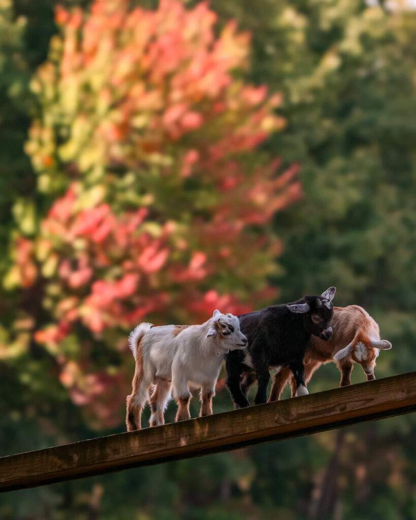 Baby Goats in Annie's Animal Barns at Parlee Farms, Tyngsboro MA