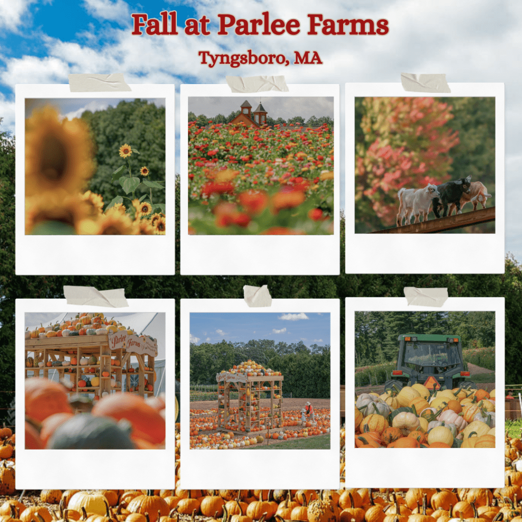The Fall Season at Parlee Farms, Tyngsboro MA - Apples, Pumpkins, Sunflowers, Flowers, Hayrides, Apple Cider Donuts and More!