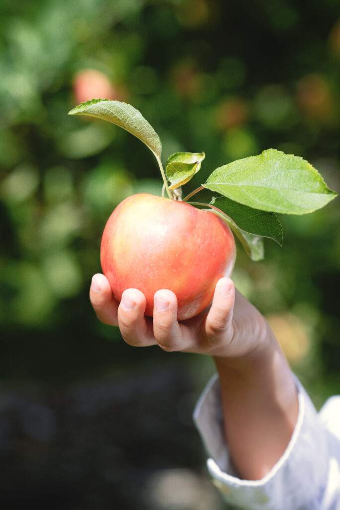 Pick Your Own Apples at Parlee Farms, Tyngsboro MA