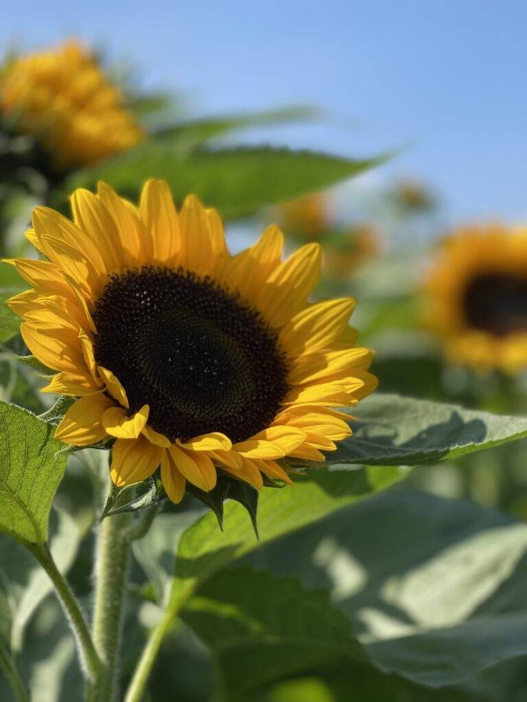 Sunflowers at Parlee Farms, Tyngsboro MA